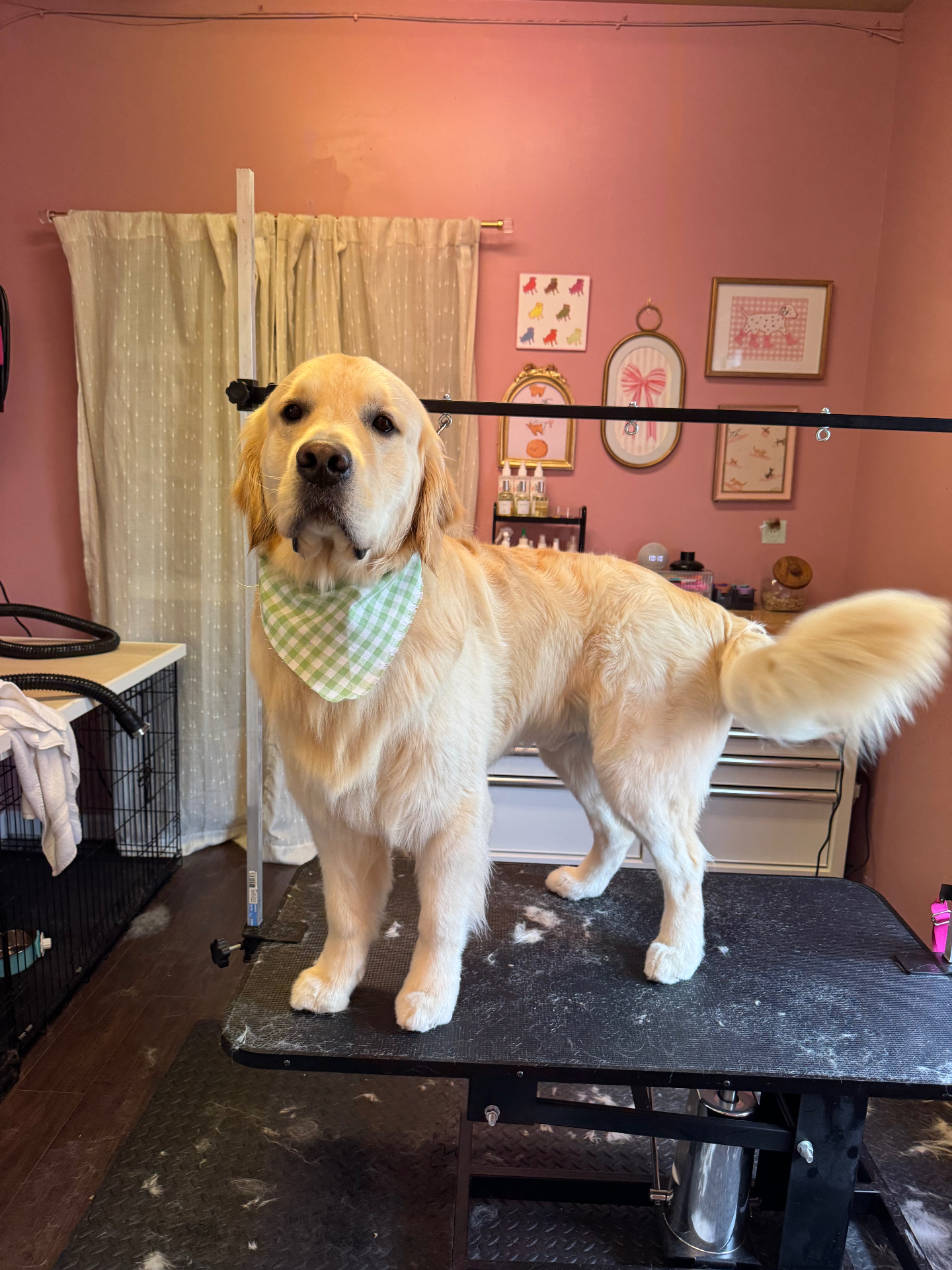 Groomed dog