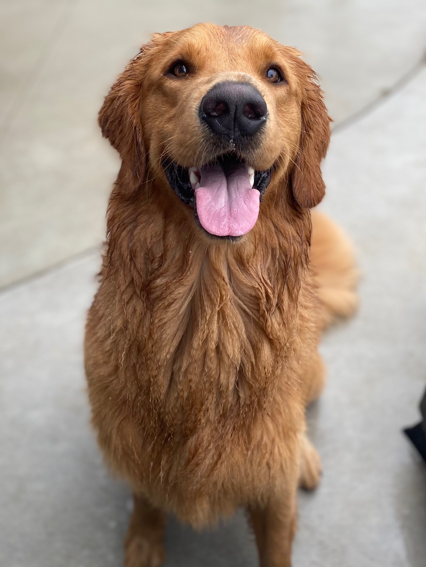Happy freshly groomed dog